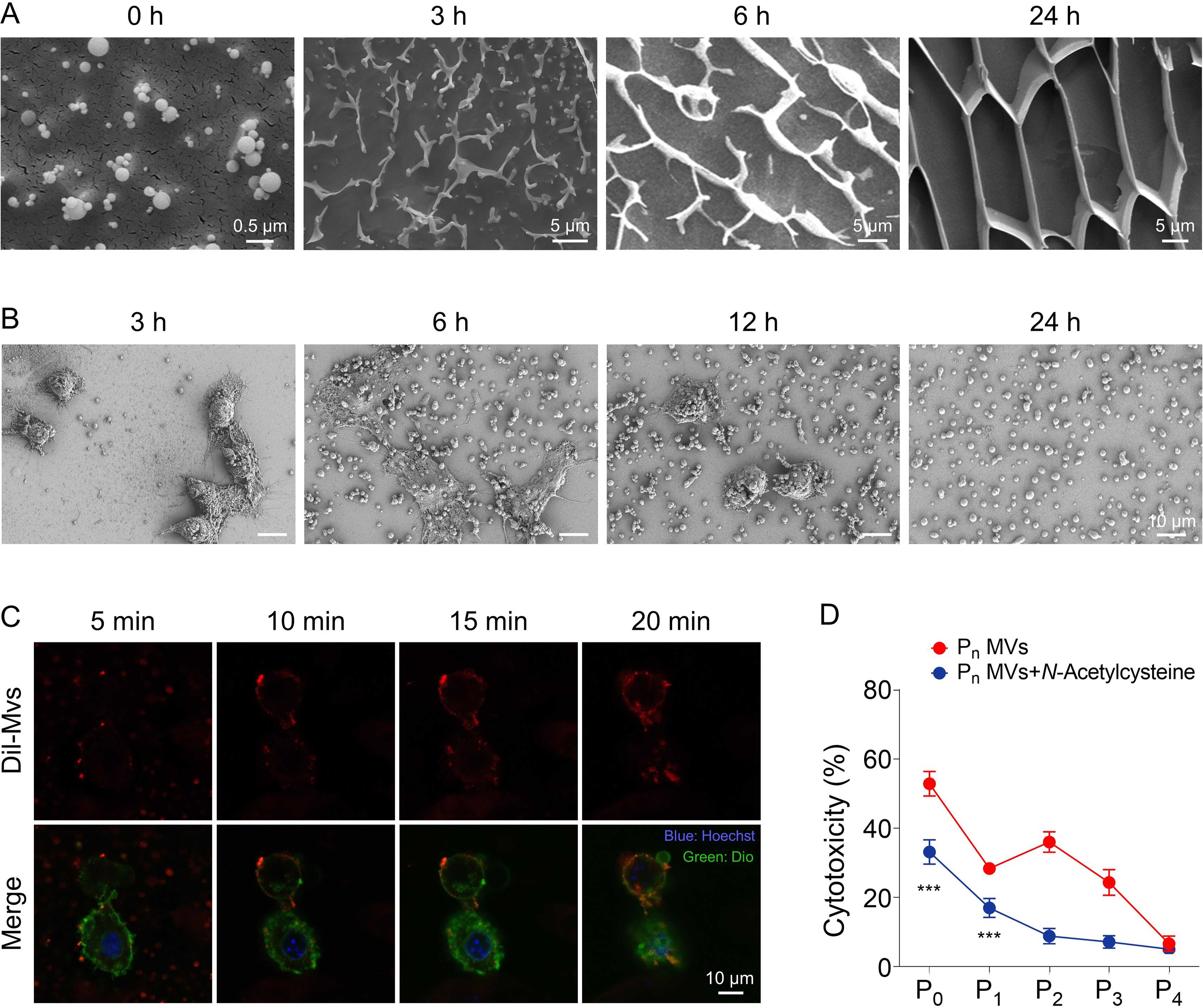 Breakthrough in Bioactive Poly(amino acid) Materials for Tumor Treatment