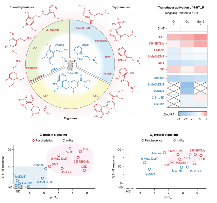 Breakthrough in Research on the Mechanism of Action of Psychedelics