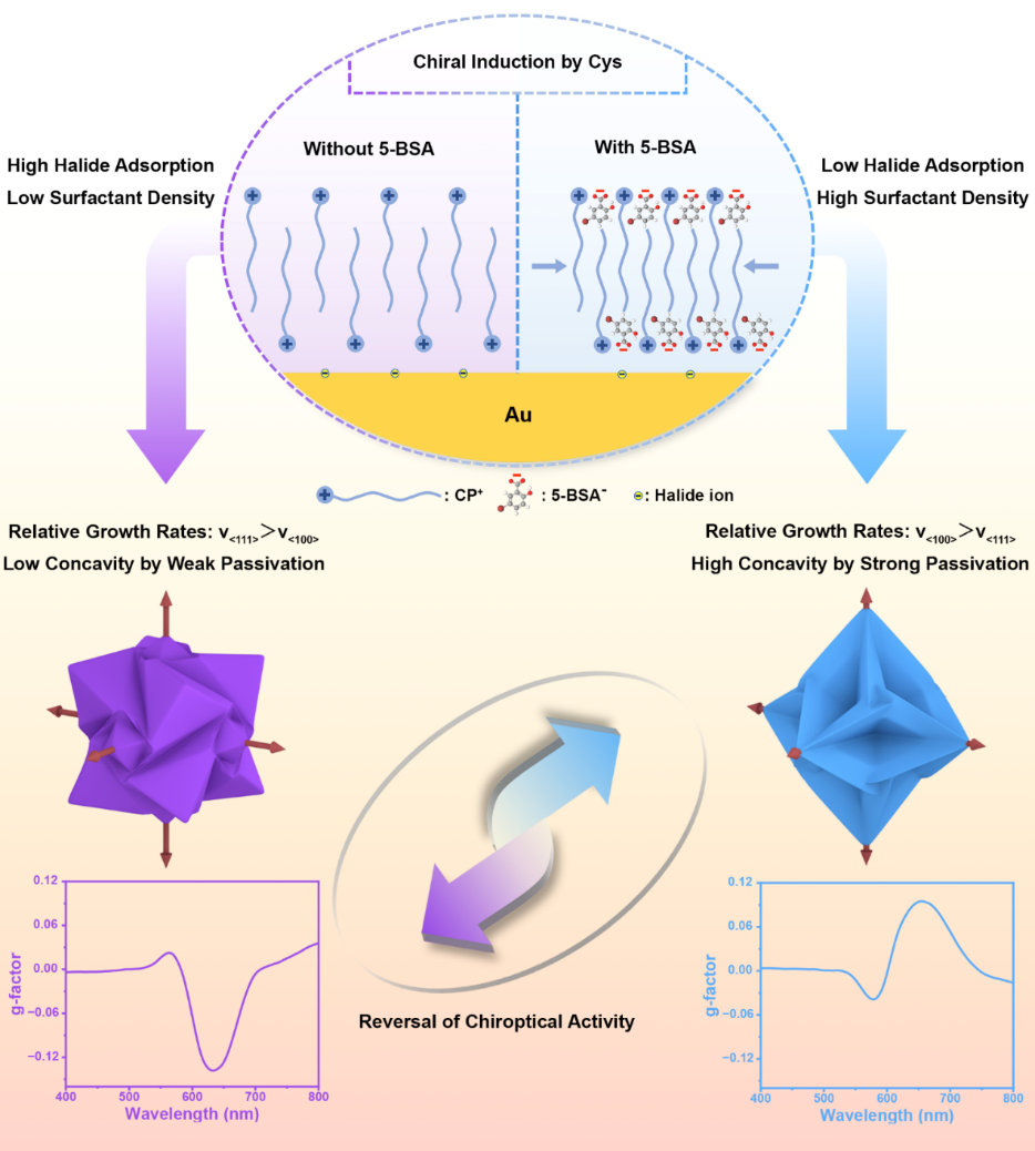 Significant Progress in Chiral Gold Nanocrystals and Chiroptical Response Modulation