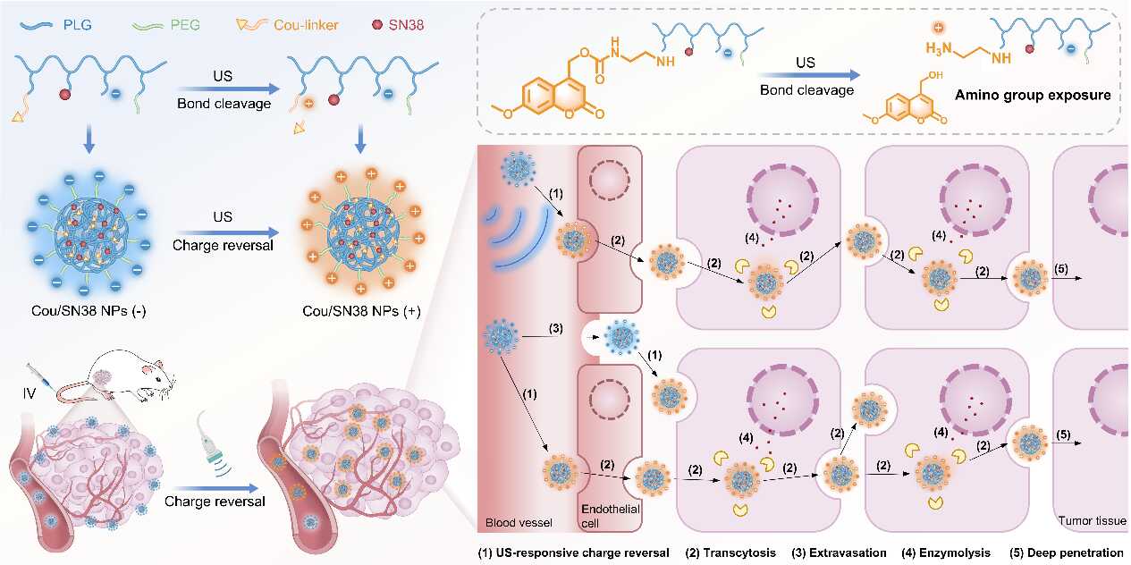 Significant Progress in Ultrasound-Triggered Deep Tumor Penetration of Nanodrugs