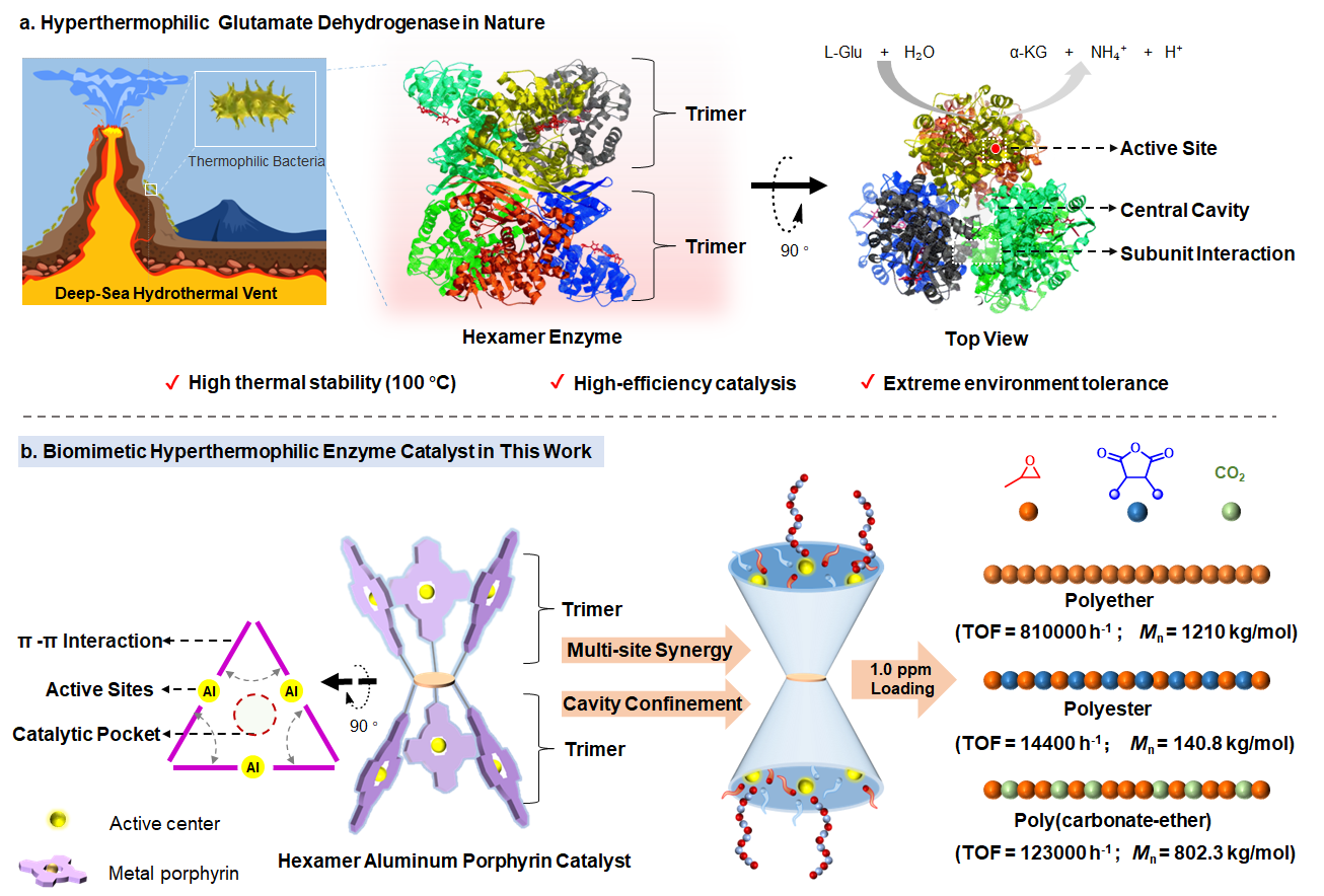 Changchun Institute of Applied Chemistry Makes Progress in Extremozyme-Inspired Catalytic Epoxide Polymerization