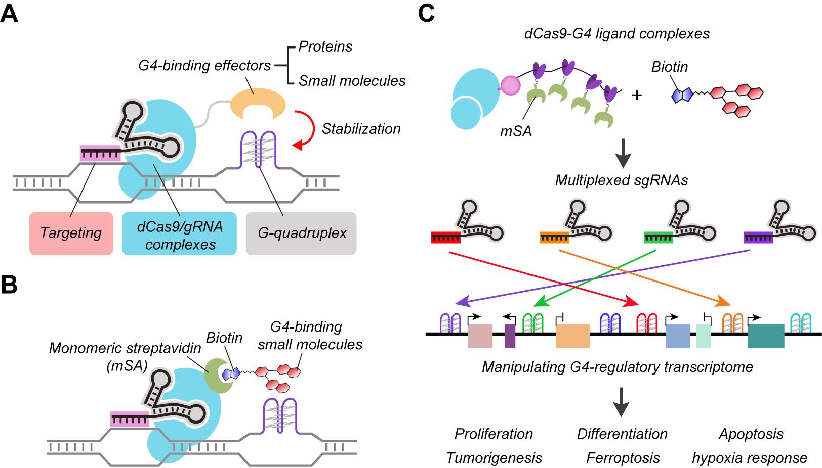 A Novel Strategy for Selectively Targeting G-quadruplex at specific genome loci
